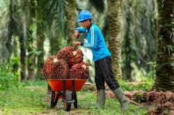 Hari Buruh 2026, APKASINDO Soroti Peran Pekerja Sawit
