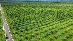 Program PSR Belum Maksimal, Petani Sawit Daerah 3T Masih Terkendala Akses
