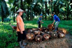 Harga Sawit Sempat Tertekan, PTPN IV PalmCo Jaga Serapan TBS Petani Sesuai Aturan