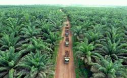 Pemprov Riau Siap Sanksi Perusahaan yang Manipulasi Harga Sawit