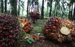 Harga Sawit Mitra Plasma Riau Pekan Ini Turun Jadi Rp3.832 per Kg