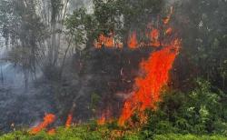 Pekanbaru Siaga Karhutla, BPBD Sebar 90 Personel ke Titik Kebakaran