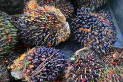 TBS Sawit Mitra Swadaya Riau Naik, Pekan Ini Dihargai Rp3.832 per Kilogram