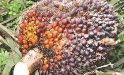 TBS Mitra Swadaya Riau Kembali Naik, Pekan Ini Dihargai Rp3.846 per Kg