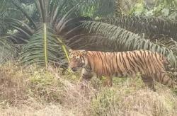 Angkut TBS, Pekerja Sawit Nyaris Jadi Mangsa Harimau Sumatera di Siak
