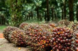 TBS Sawit Swadaya Riau Pekan Ini Dihargai Rp3.834 per Kilogram