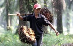 Harga Kelapa Sawit Mitra Plasma Riau Turun Jadi Rp3.884 per Kg