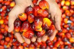 Naik Tipis, Kelapa Sawit Mitra Plasma Riau Dihargai Rp3.945 per Kg