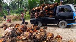 Harga TBS Sawit Swadaya Riau Naik, Pekan Ini Capai Rp3.878 per Kg