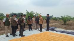 Lahan Replanting Sawit Disulap Jadi Ladang Jagung, Petani di Siak Raup Puluhan Juta Rupiah