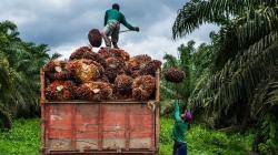 CPO dan Kernel Melemah, Harga Sawit Plasma Riau Turun Jadi Rp3.796