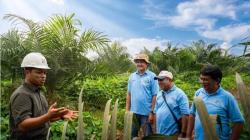 Bukan Sekadar Panen, Kemitraan Bantu Pekebun Sawit Menyiapkan Masa Depan