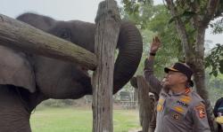 Titip Harapan dari Tesso Nilo, Herry Heryawan Ingin Gajah Sumatera Tetap Lestari
