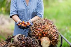 Harga TBS Sawit Swadaya Riau Merosot ke Rp3.603 per Kg