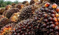 Harga Sawit Swadaya Riau Pekan Ini Naik, Tembus Rp3.679 per Kg