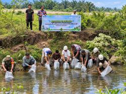 PTPN IV Regional III Tebar 60.000 Bibit Baung dan Nila di 12 Sungai Riau
